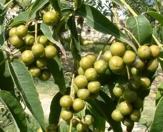 Berberine Chloride(Berberine Hydrochloride)