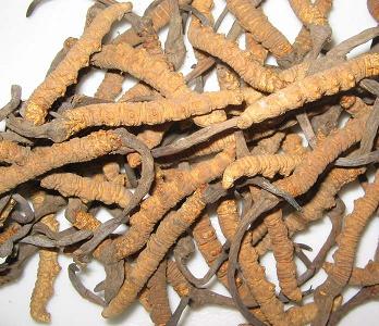 Cordyceps Sinensis Extract Powder