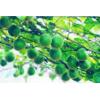 Corsvenor Momordica Fruit Extract