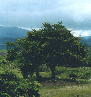 Logwood Color - Herbal Extracts