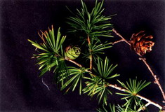 Oligomeric Proanthocyanidines